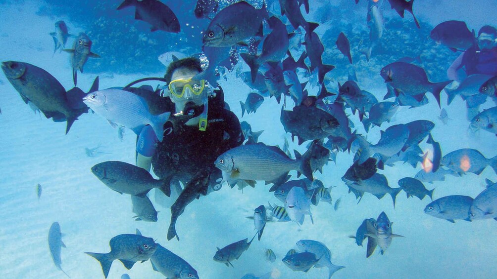 Picture 7 for Activity San Andrés: Guided Cays and Mangroves Tour 5