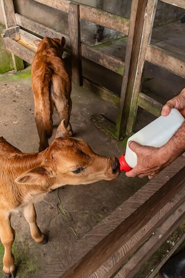 Picture 34 for Activity Monteverde: Finca El Paraiso Cheese Farm Tour 3