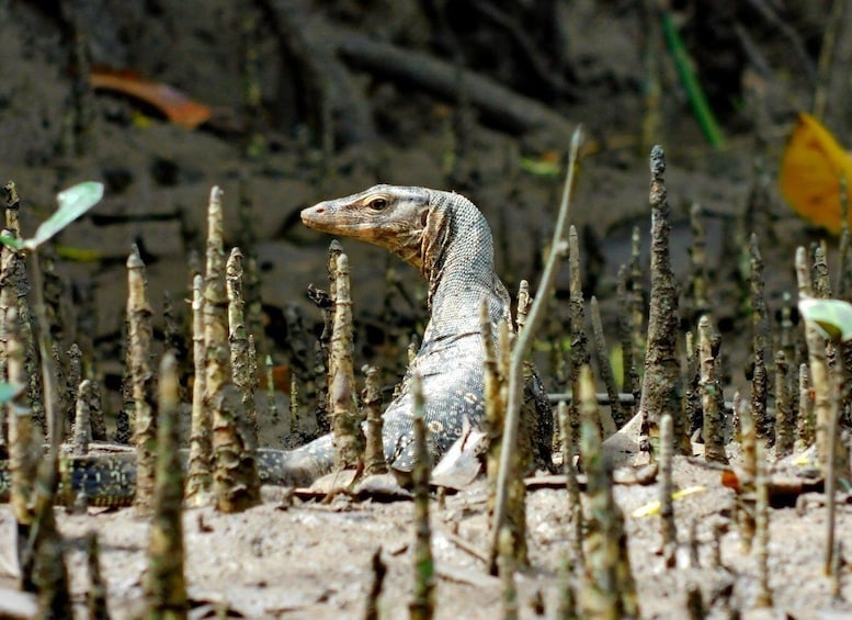Picture 19 for Activity Little Amazon Canoe Ride & Short Trek to Tam Nang Waterfall 2