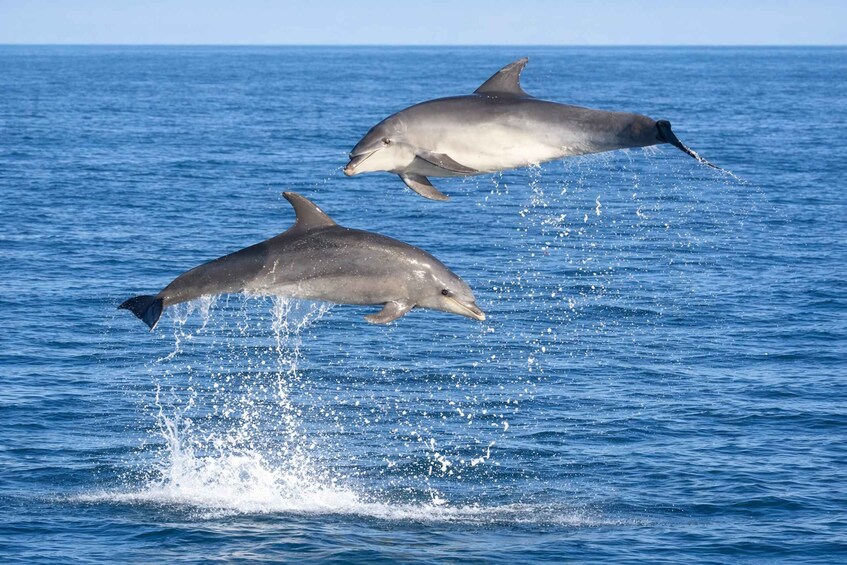 Olbia: Dolphin Watching Boat Tour & Snorkeling Figarolo 1