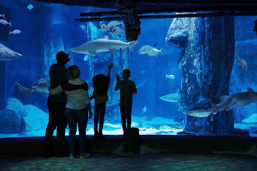 An aquarium with various fish and sharks, including a large white shark, viewed by several people. 4