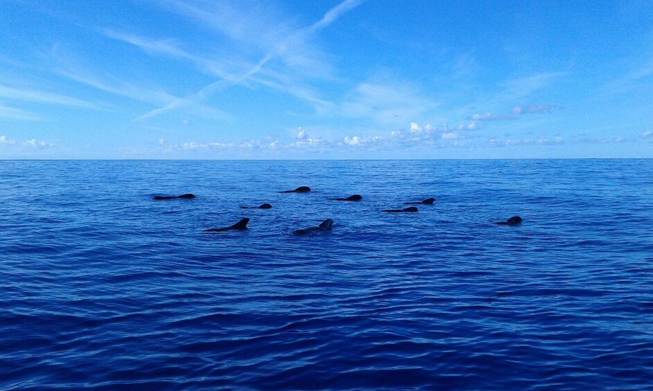 Picture 5 for Activity Tenerife: 5-Hour Whales and Dolphins Tour