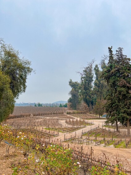 A vineyard with rows of grapevines, trees, and a distant cityscape. 2