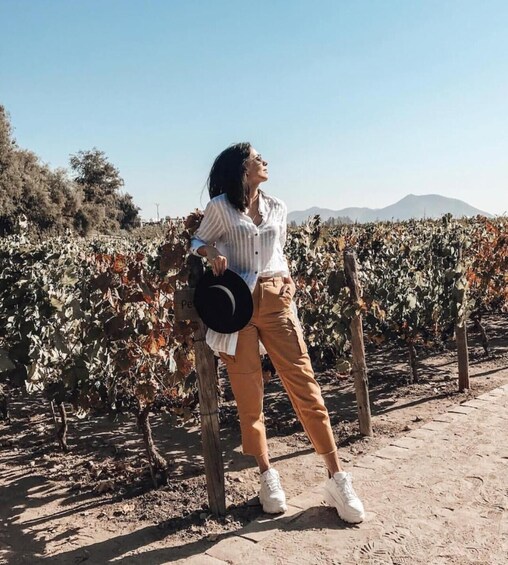 A person standing in a vineyard with rows of grapevines and a mountain in the background. 5