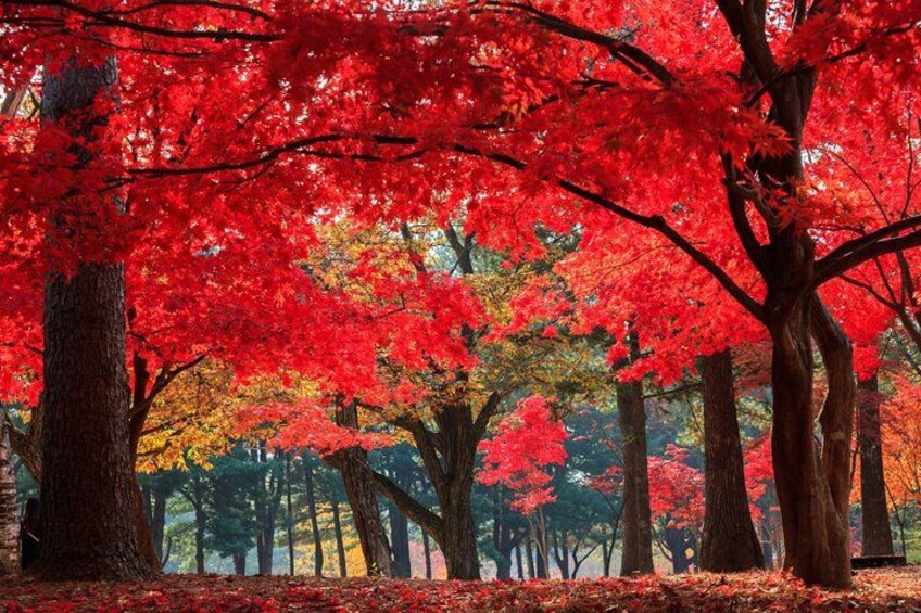 Nami Island, K-garden and Gangchon Rail Bike tour from Seoul 4