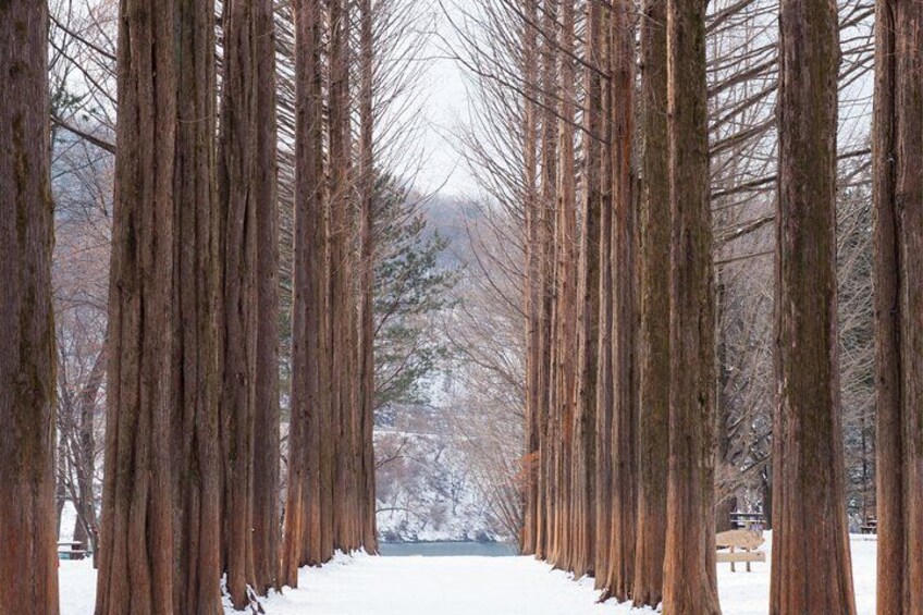 Nami Island, K-garden and Gangchon Rail Bike tour from Seoul 2