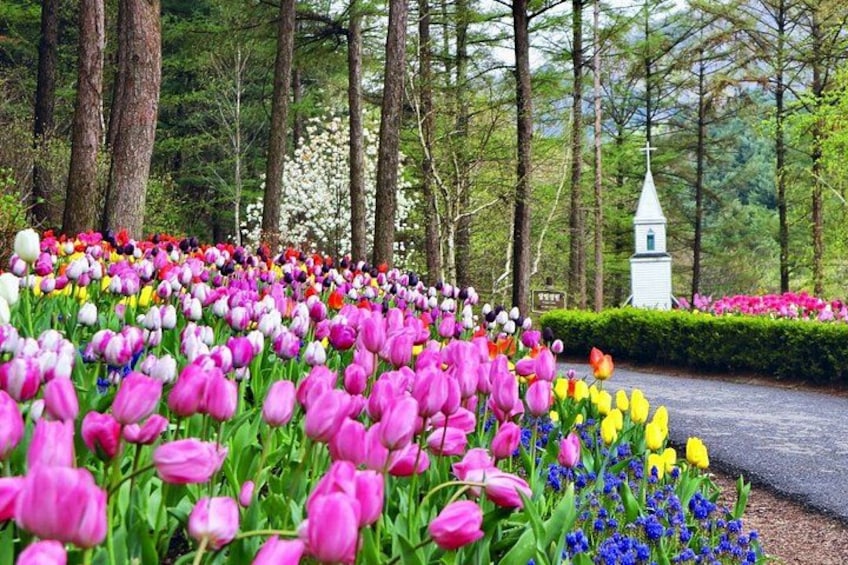 Nami Island, K-garden and Gangchon Rail Bike tour from Seoul 3