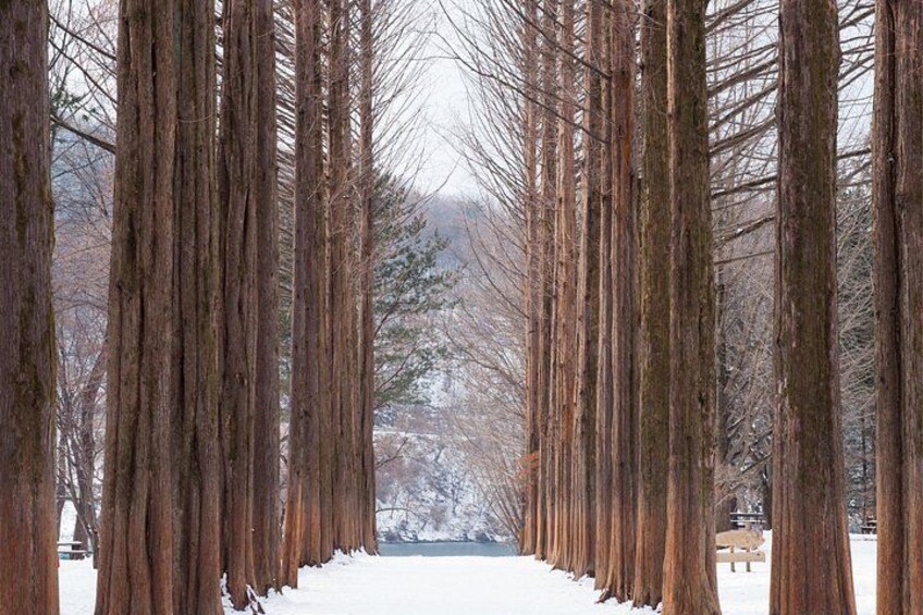 Nami Island, K-garden and Gangchon Rail Bike tour from Seoul 2