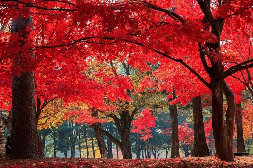 Un bosque con árboles de follaje rojo. 3