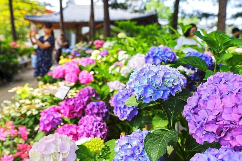 Nami Island, K-garden and Gangchon Rail Bike tour from Seoul 5