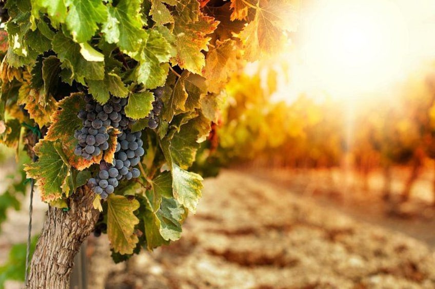 A vineyard with grapevines and clusters of grapes. 3