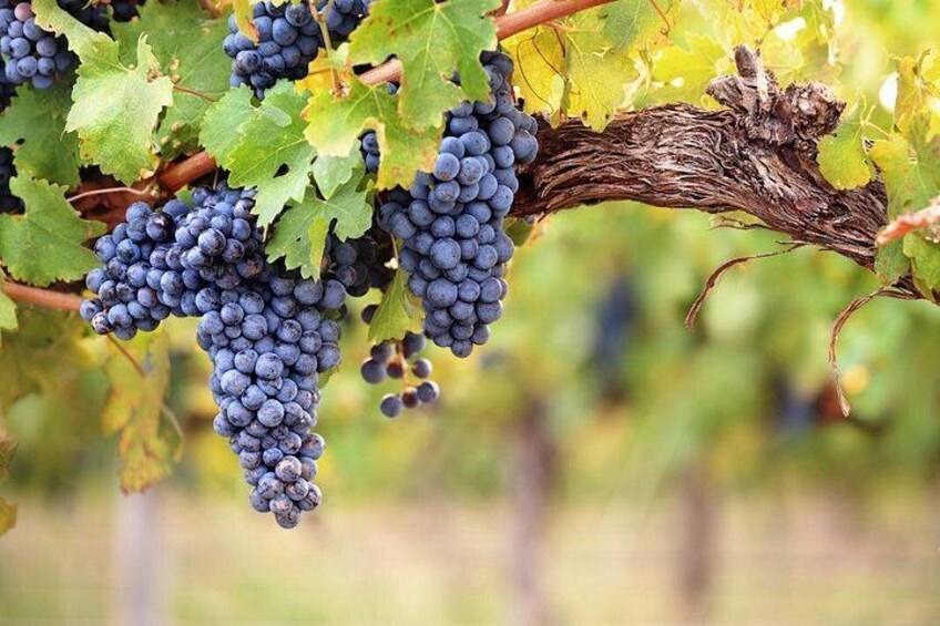 Racimos de uvas moradas oscuras en una vid con hojas verdes. 4