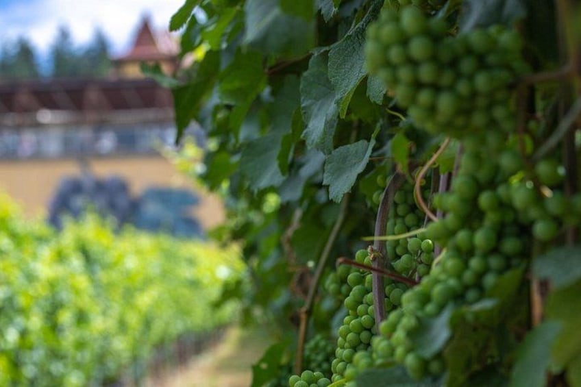 Viñedo con hileras de vides y racimos de uvas verdes. 3