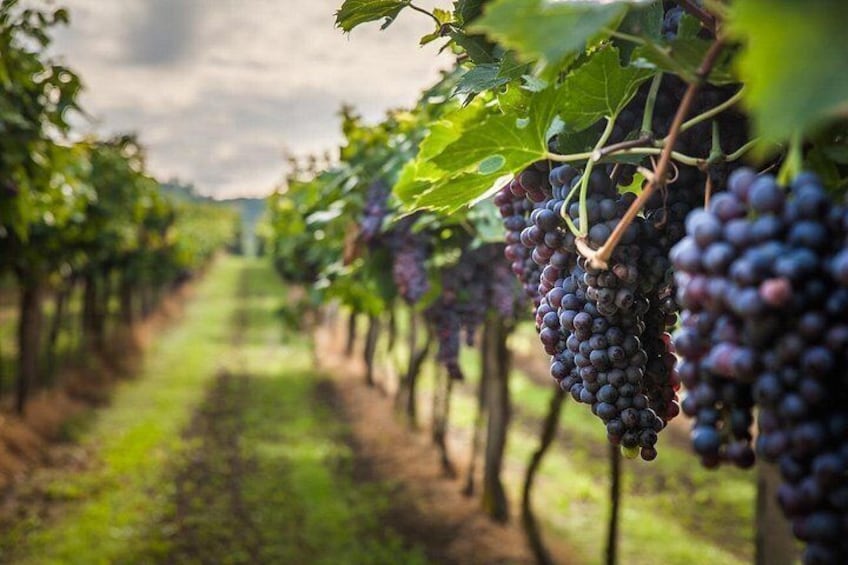 A vineyard with rows of grapevines and clusters of dark purple grapes. 2
