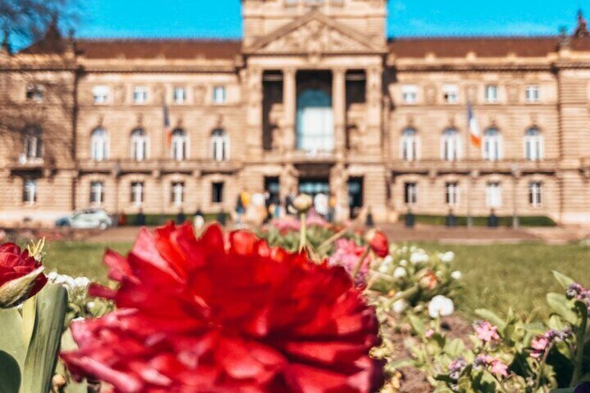 Una flor roja grande en primer plano, con un edificio al fondo. 2
