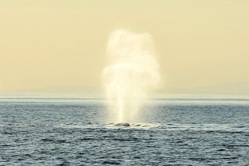 A water fountain in a body of water. 3