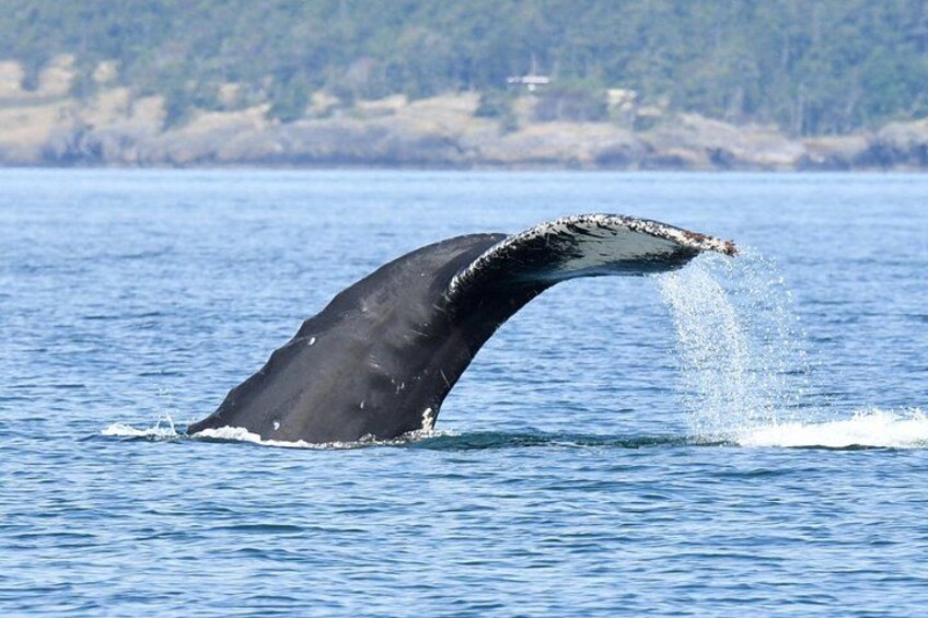 A whale breaching with its tail above the water. 4