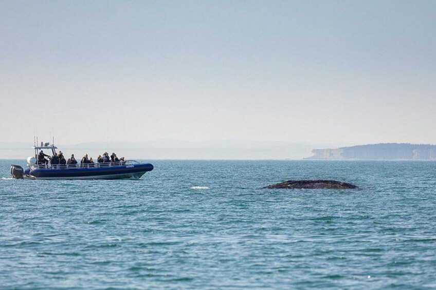A boat on calm water with a whale in the distance. 2