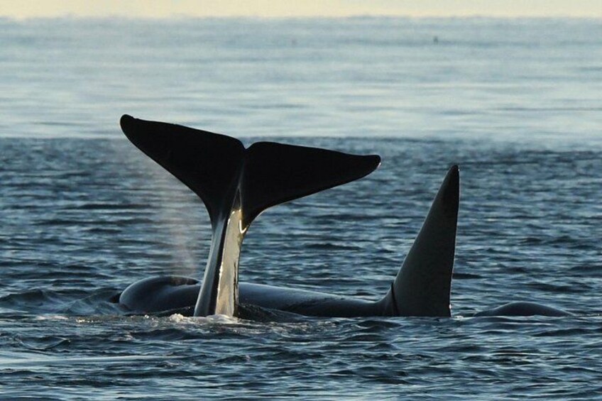 Een walvis met zijn staartboven het water. 2