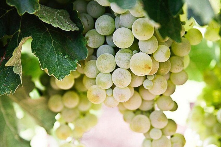 Private Tour Explore the Secrets of Wine, Olives & Honey 3