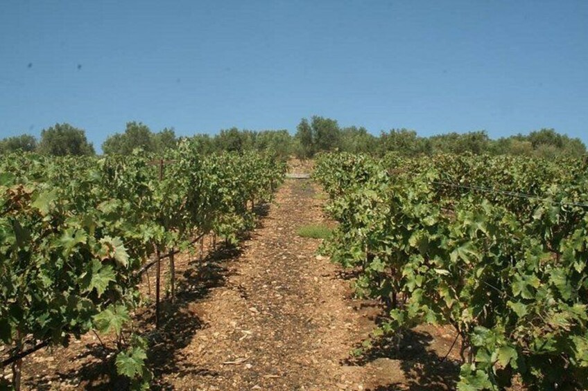 Private Tour Explore the Secrets of Wine, Olives & Honey 4