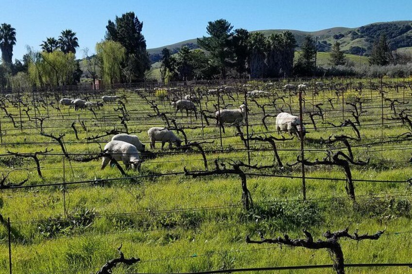 A vineyard with rows of grapevines and grazing sheep. 2