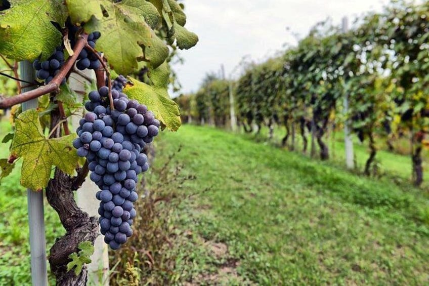 A vineyard with rows of grapevines and clusters of dark purple grapes. 3