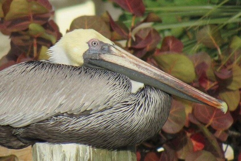 Resting Pelican 3