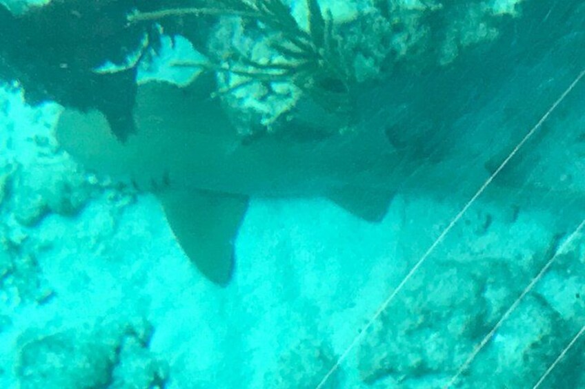 Nurse Shark resting on the reef 2