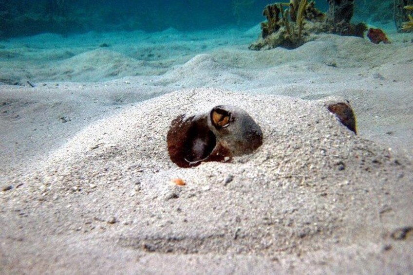 Una criatura marina parcialmente enterrada en la arena, rodeada por un lecho marino arenoso con escasa vegetación. 2