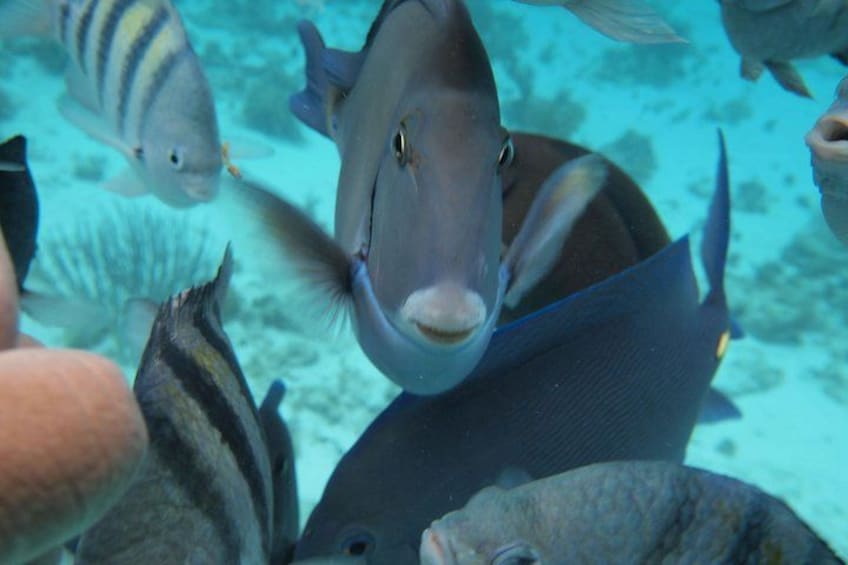 A group of fish swimming in an aquarium. 1