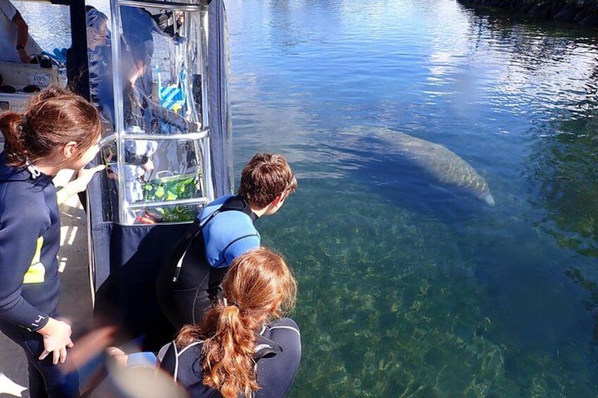 Un groupe de personnes observe un grand animal marin dans une eau claire. 3