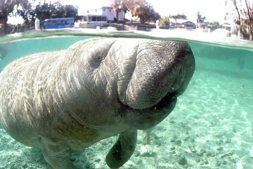 Un lamantin dans une eau claire, avec une maison et des arbres en arrière-plan. 2
