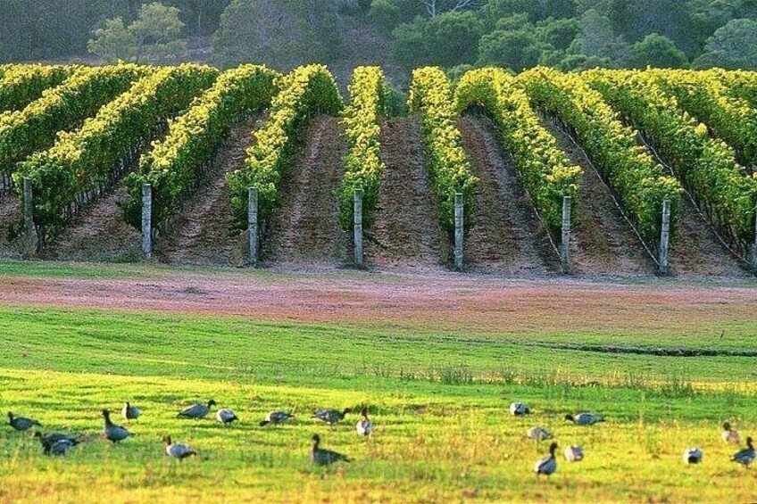 Local vineyard 5