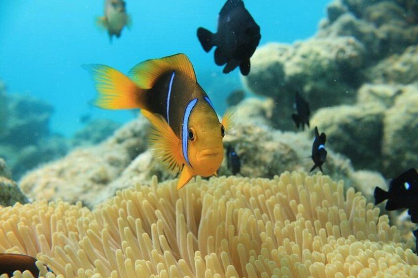 Aqua Safari Bora Bora 3