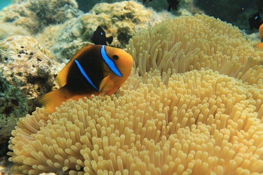 A clownfish among sea anemones. 5