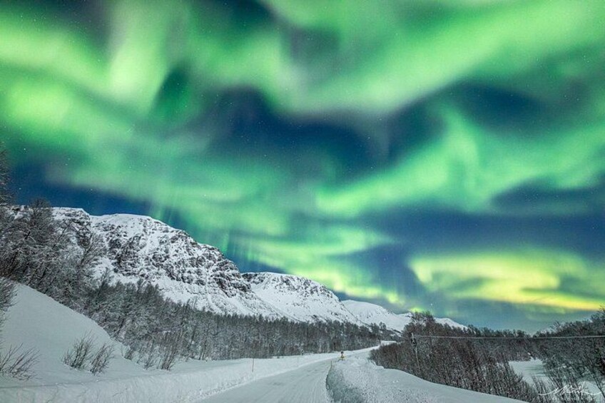 This time Northern Lights look like seagulls 2