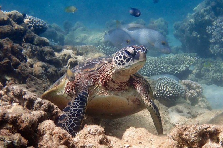 A sea turtle swimming near coral reefs. 1
