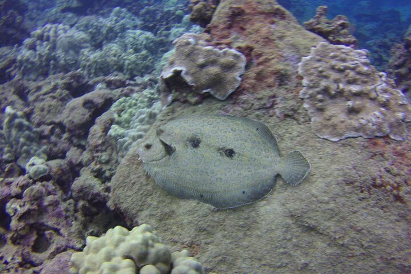Kauai's Ultimate Discover Scuba Dive - OCEAN EXPERIENCE (1 Tank Dive) 2