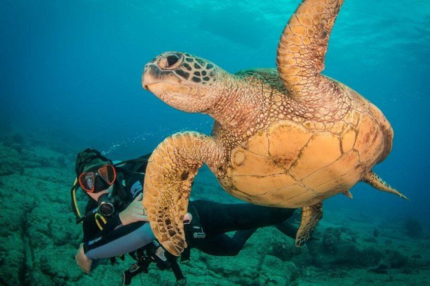 Kauai's Ultimate Discover Scuba Dive - OCEAN EXPERIENCE (1 Tank Dive) 3