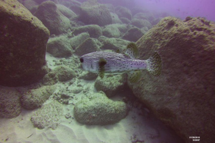 A fish swimming near coral reefs. 2