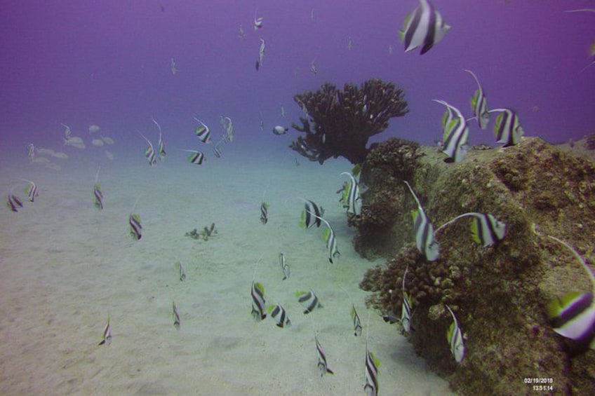 A coral reef with various fish species, including striped and spotted ones, and a large coral formation. 2