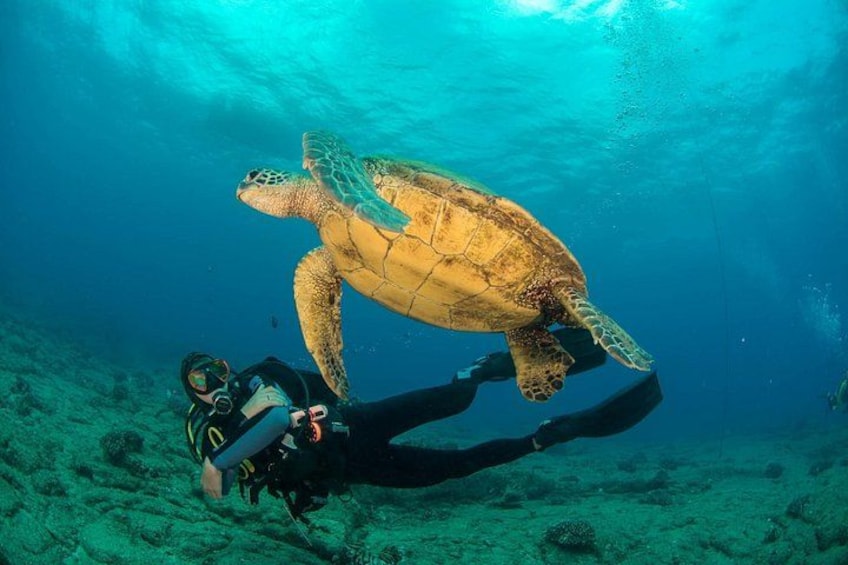 A diver and a sea turtle swimming underwater. 5