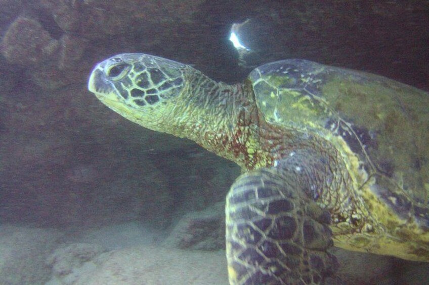 Kauai's Ultimate Discover Scuba Dive - OCEAN EXPERIENCE (1 Tank Dive) 2