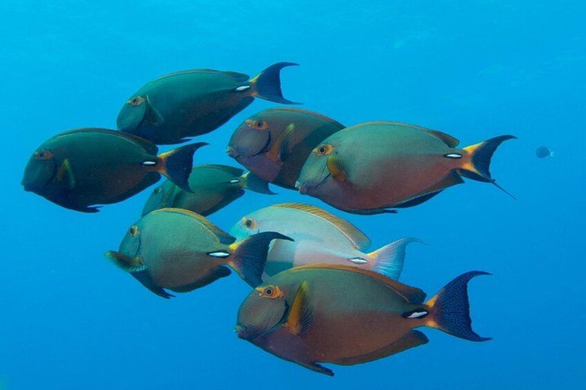 Kauai's Ultimate Discover Scuba Dive - OCEAN EXPERIENCE (1 Tank Dive) 3