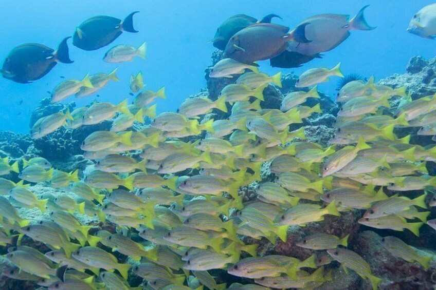 Kauai's Ultimate Discover Scuba Dive - OCEAN EXPERIENCE (1 Tank Dive) 3