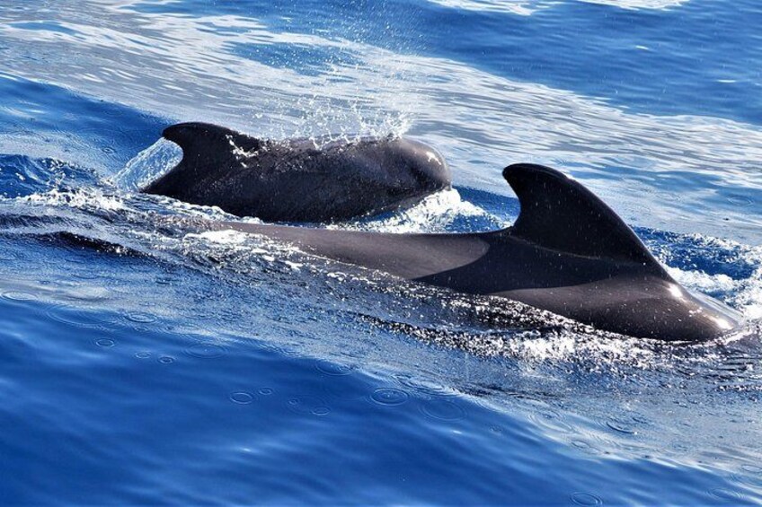 Pilot Whale Family 2