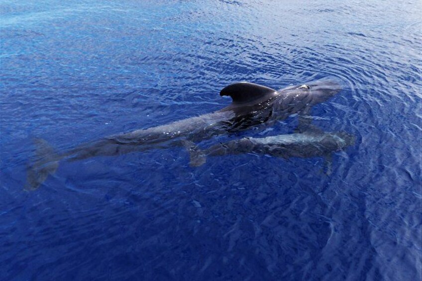 Pilot Whales 5