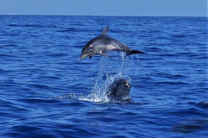 Bottlenose dolphin 4