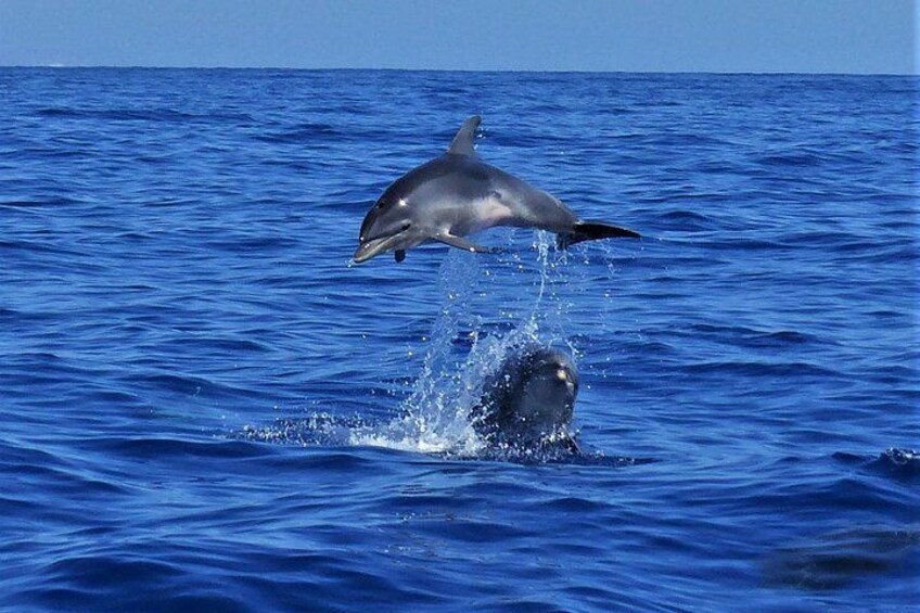 Bottlenose dolphin 4